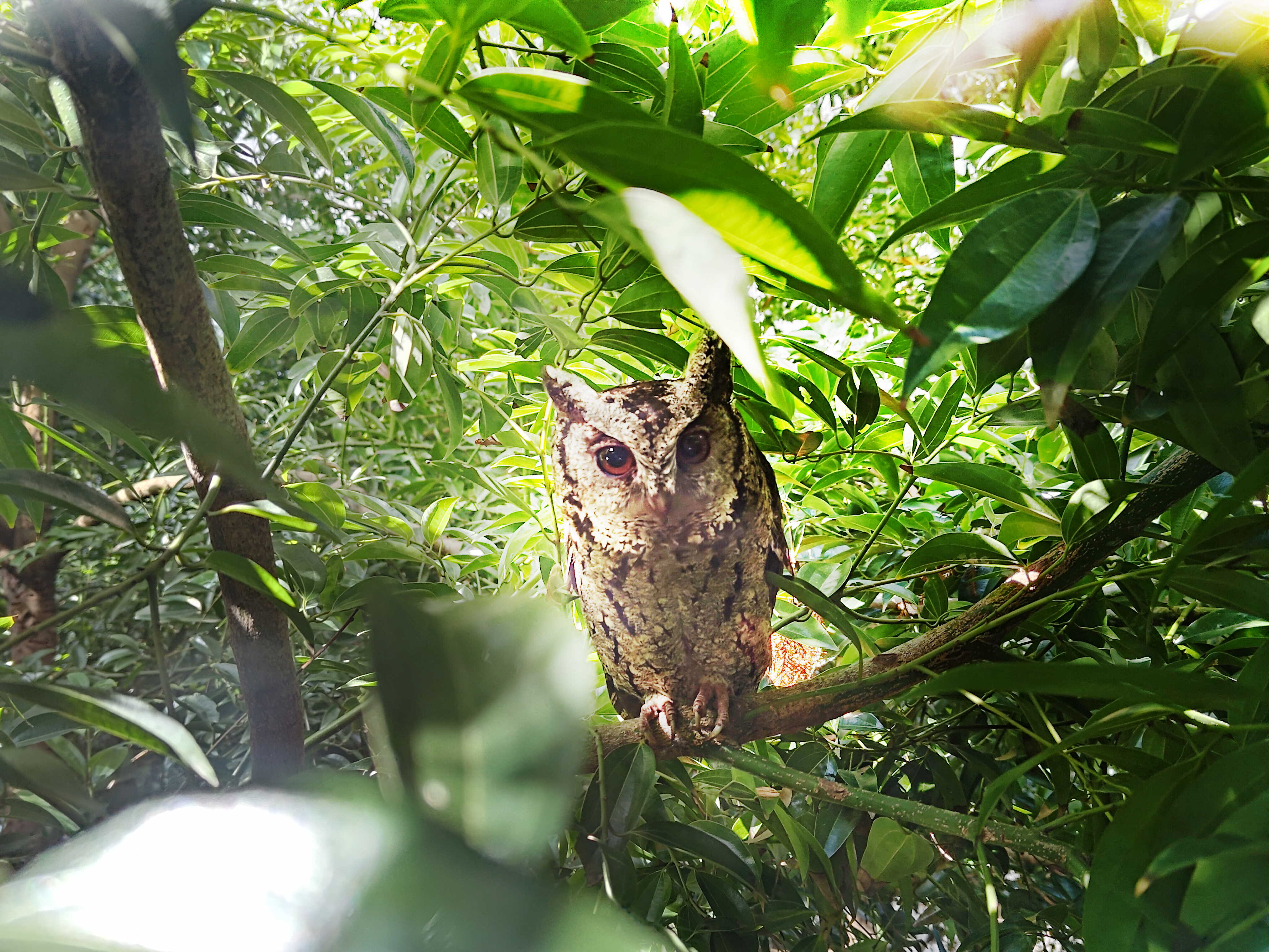 aoa体育致力提倡净零绿生活，16年以来在全球各厂区植树逾百万棵，造就各厂区树木蔚然成林，犹如森林工厂，成为许多生物的栖息地